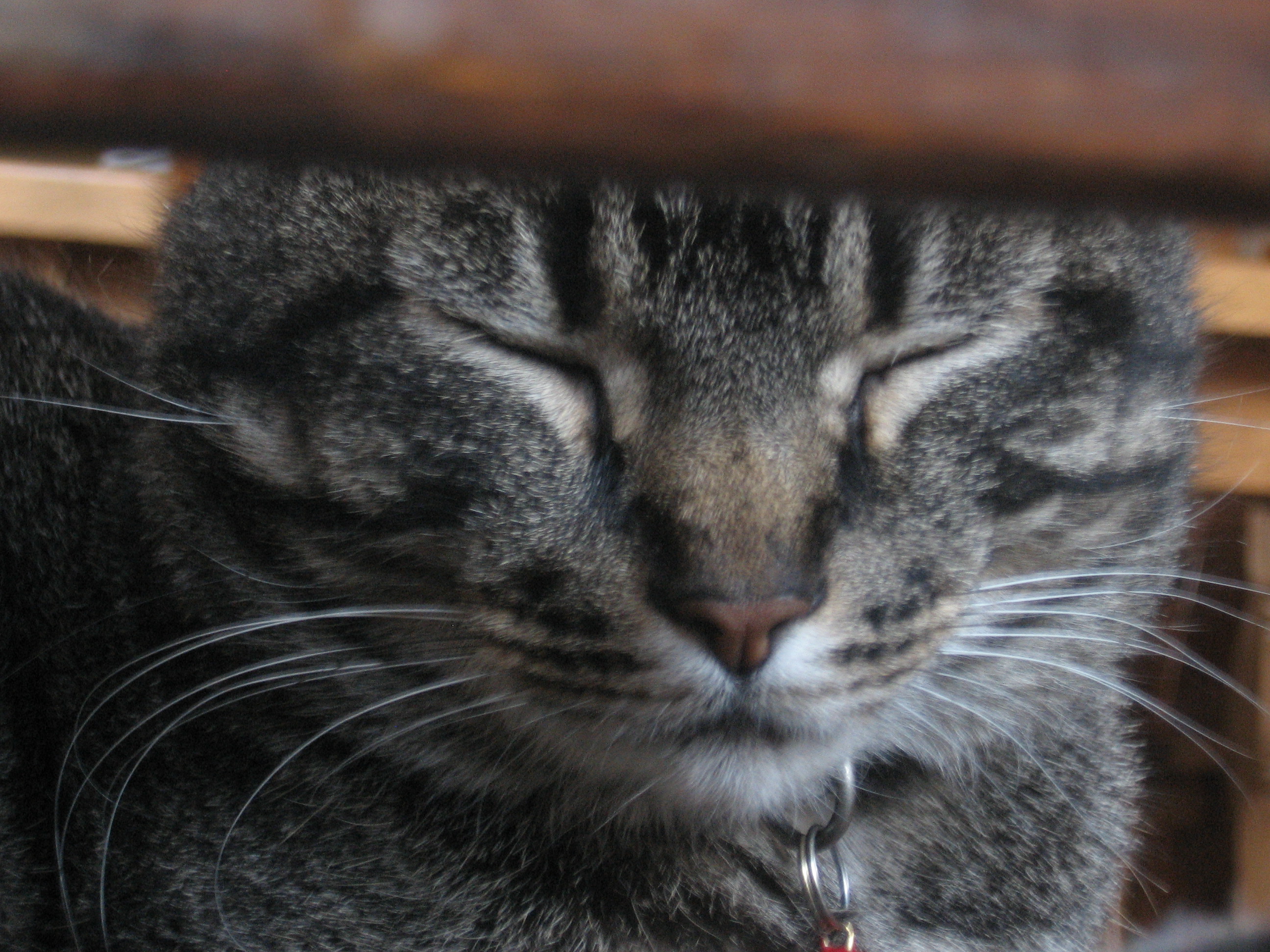 close-up of a cat's face, eyes closed looking contented, brownish grey tabby colouring; picture taken through a piece of furniture or something, so there's an out-of-focus bar of wood(?) obscuring his ears